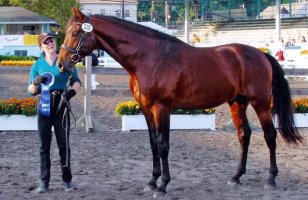 American Saddlebred