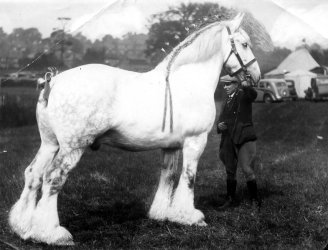 Shire Horse