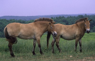 Wild Horses