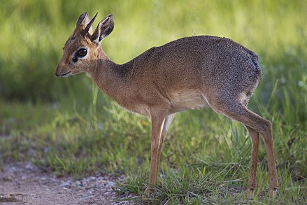 dik-dik.jpg